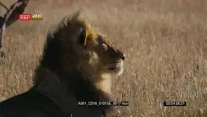 Close up side view shot of the face of a African Male Lion with its black mane Yawning.