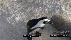 African Penguins at Boulders Beach