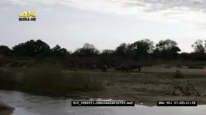 White Rhino herd on riverbank XWS