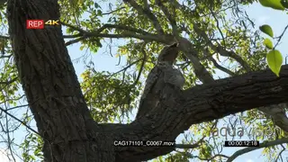 Potoo (Nyctibius grandis) with chick perched on branch