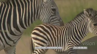 Zebra mother and foal walking and grazing