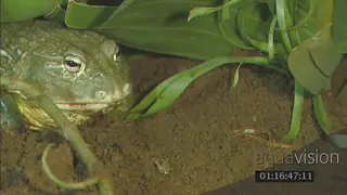 Bullfrog feeding MCU HA