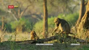 Yellow Baboon babies playing near adults