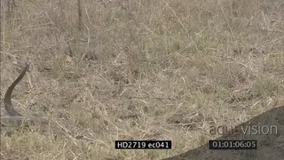 Mozambique Spitting Cobra crawling through grass disappearing in taller grass LS PAN