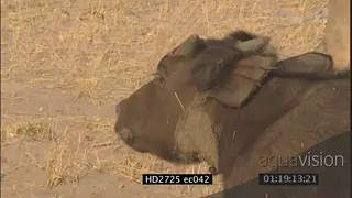 Female lions sitting standing near injured buffalo calf ZI ZO PAN LS CU MS