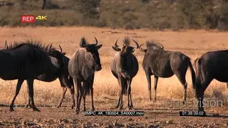 Pan shot across a large herd of wildebeest