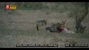 Two jackals approaching cheetah eating off springbok kill