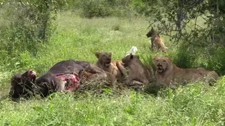 African Lion Pride sitting under the tree after feeding on a Cape Buffalo Kill BLOODY