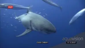 Great White Shark approaching, swimming in Deep blue ocean with a large School of young.