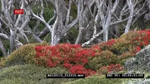 Subarctic forest flowering rata trees