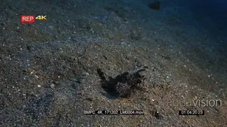 Close up shot of a brown ambon scorpionfish Pteroidichthys hopping along the sea bed