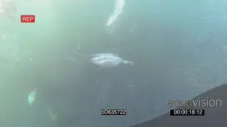 Cape Fur seals Common Dolphins Cape Gannets diving in feeding off Sardine bait ball.