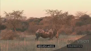 White Rhino standing on bushveld scratching itself with a tree then walking away LS HAND.