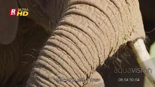 Close up of African Elephant's head and trunk.
