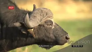 Cape buffalo bull with oxpecker in ear, then shakes head irritably FO GOOD LIGHT