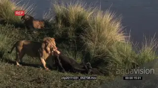 African Lion dragging carcass on riverbank and Lioness laying down HA LS PAN