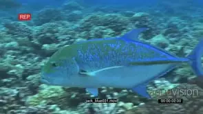 Bluefin Kingfish passing camera on coral reef and school of Estuary Perches swimming in.