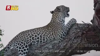Leopard laying on a tree branch, standing, looking around and climbs to the top.