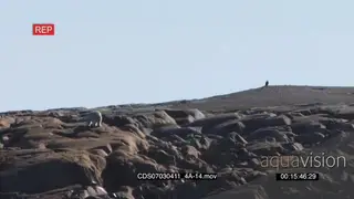 Polar bear scouting around walking up boulders from ocean away into the distance