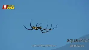 Golden Silk Orb Spider marking territory and walking on its web. MCU; DAY.