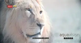 African Male desert lion face scouting around hunting