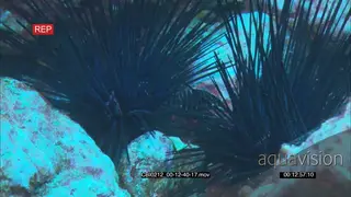 Semicircle angelfish swimming around through Needle Sea Urchins spikes feeding off coral.