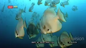Close up of a large school of longfin batfish (spadefish) platax teira