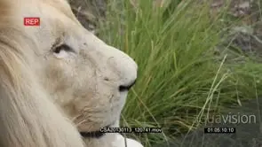 White lion male looking across PROFILE