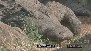 Crocodile laying near rock, bites, aggressive behaviour