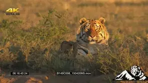 A tiger laying on the ground WS