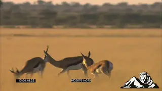 Springbok antelope pronking, runs around springbok herd