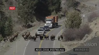 Bison herd walking on a road and prairie restricting cars from passing WS