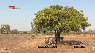 Two greater kudu males grazing under tree while one male kudu walking away from camera