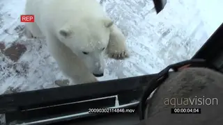 Tourist looking out window at Polar bear investigating tour bus