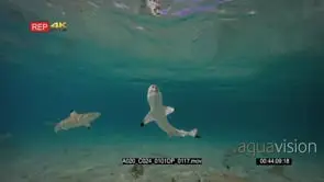 Wide shot of juvenile and adult blacktip reef shark catching a fish and feeding GOOD LIGHT