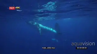 Male Humpback whale courtship display around female whale UW WS