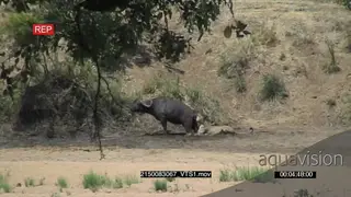 Lioness attack lone Cape Buffalo, Buffalo fight back. Elephant chases Lioness away.