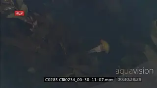 Pacific sea nettle jellyfish swimming through Seaweed kelp forest filmed AW