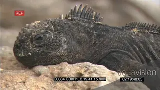 Galapagos marine iguana resting sleeping on rocks another iguana in BG walking towards.
