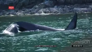 Killer Whale Swimming Slapping the water with its Tail Porpoising GOOD LIGHT