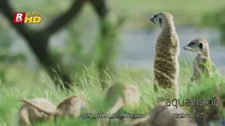 Gang of Meerkat on guard, sniffing, searching for food, digging burrows and walking around.