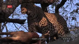 Leopard Standing on top of the tree with a carcass
