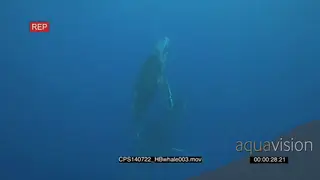 Humpback Whale Mother with young calf swimming upwards towards surface HAND UW