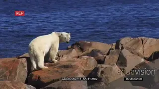 Zoom in Polar bear with moulting fur scouting around walking over boulders heading.