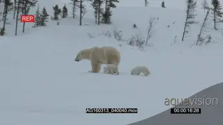 Polar bear mother followed by cubs patrolling investigating area