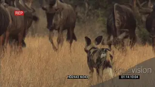 Blue wildebeest herd fight back charging African wild dogs hunting stalking