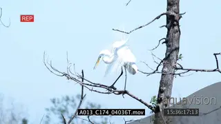 Great Egret standing on tree moving and preening with feathers blowing in the wind MLS