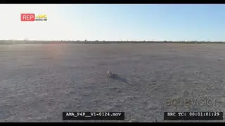 Aerial Drone shot Black-backed jackal scavenging off carcass in open veld