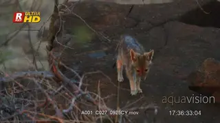 Black-backed Jackal pup walking, sniffing and looking around.