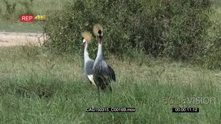 Grey Crowed Cranes standing on bushveld eating and looking around LS HAND